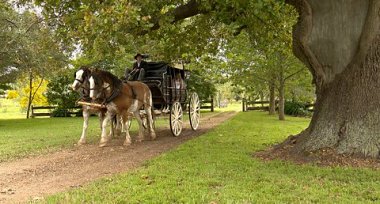 Oaklands carriage horses